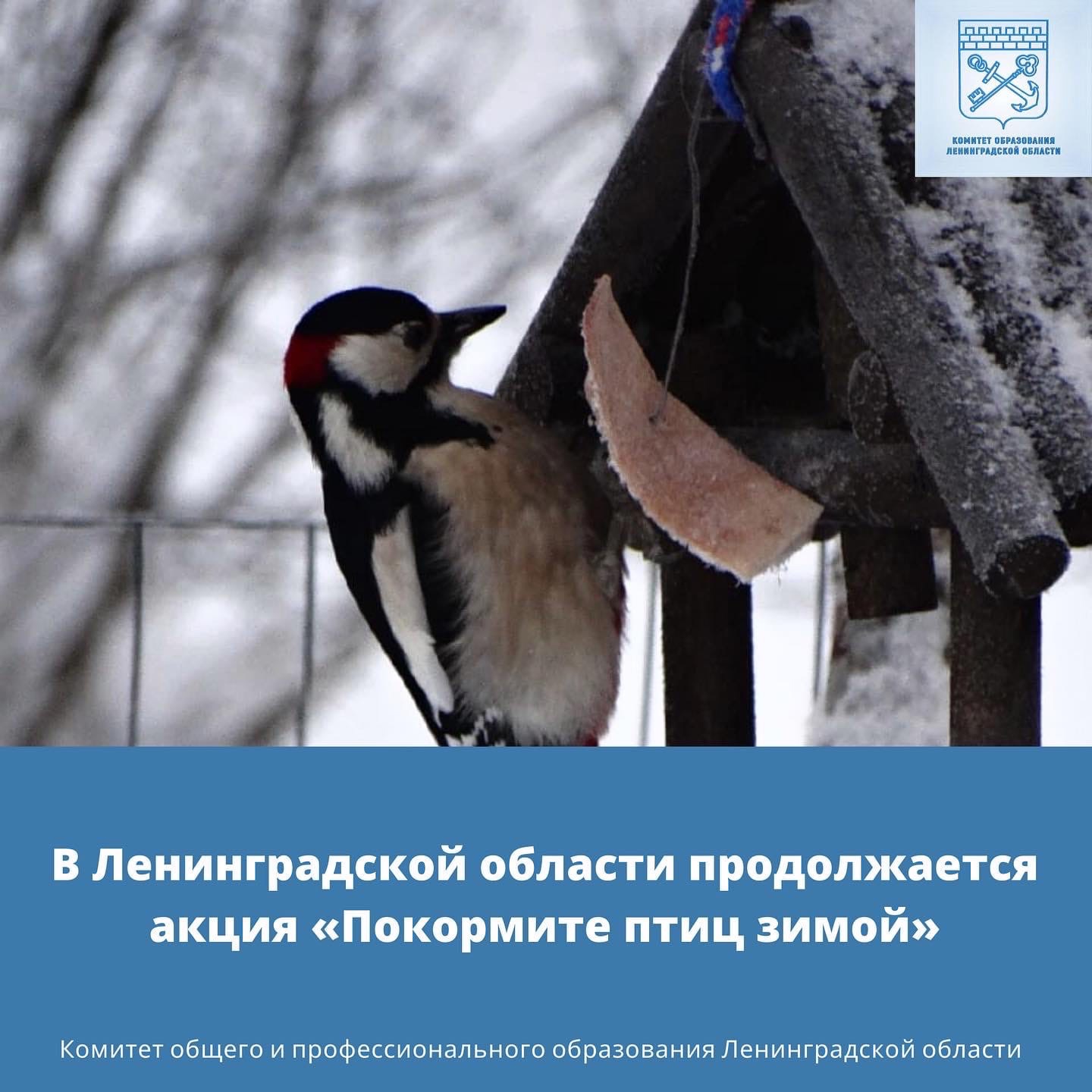 Союз охраны птиц России проводит десятый интернет-конкурс кормушек